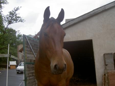 cheval